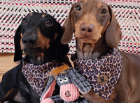 Paw-some news as dog accessory store prepares for Brightwells move