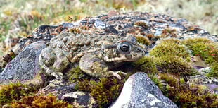 Back from the brink as rare toads making comeback on heathland
