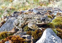 WATCH: Something to shout about as rare toad making comeback on East Hampshire estate