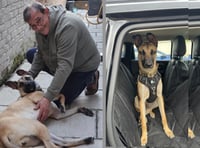 Reunion under the stars as missing mutt sniffs out midnight searcher
