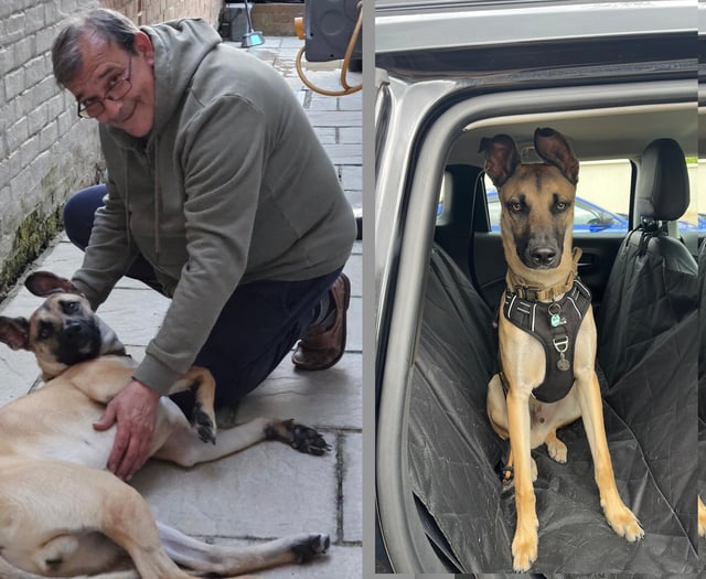 Reunion under the stars as missing mutt sniffs out midnight searcher