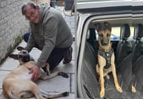 Missing dog days are over: emotional reunion in QECP after weekend search