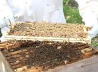 Frensham school celebrates first honey harvest