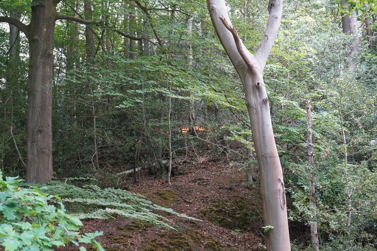 A fire burning in the woodland near Waverley Abbey.