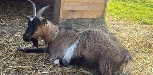 Staff and students "heartbroken" after animals stolen from school