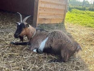 Staff and students "heartbroken" after animals stolen from school