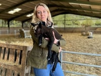 Dog attack injures lambs, police urge leads