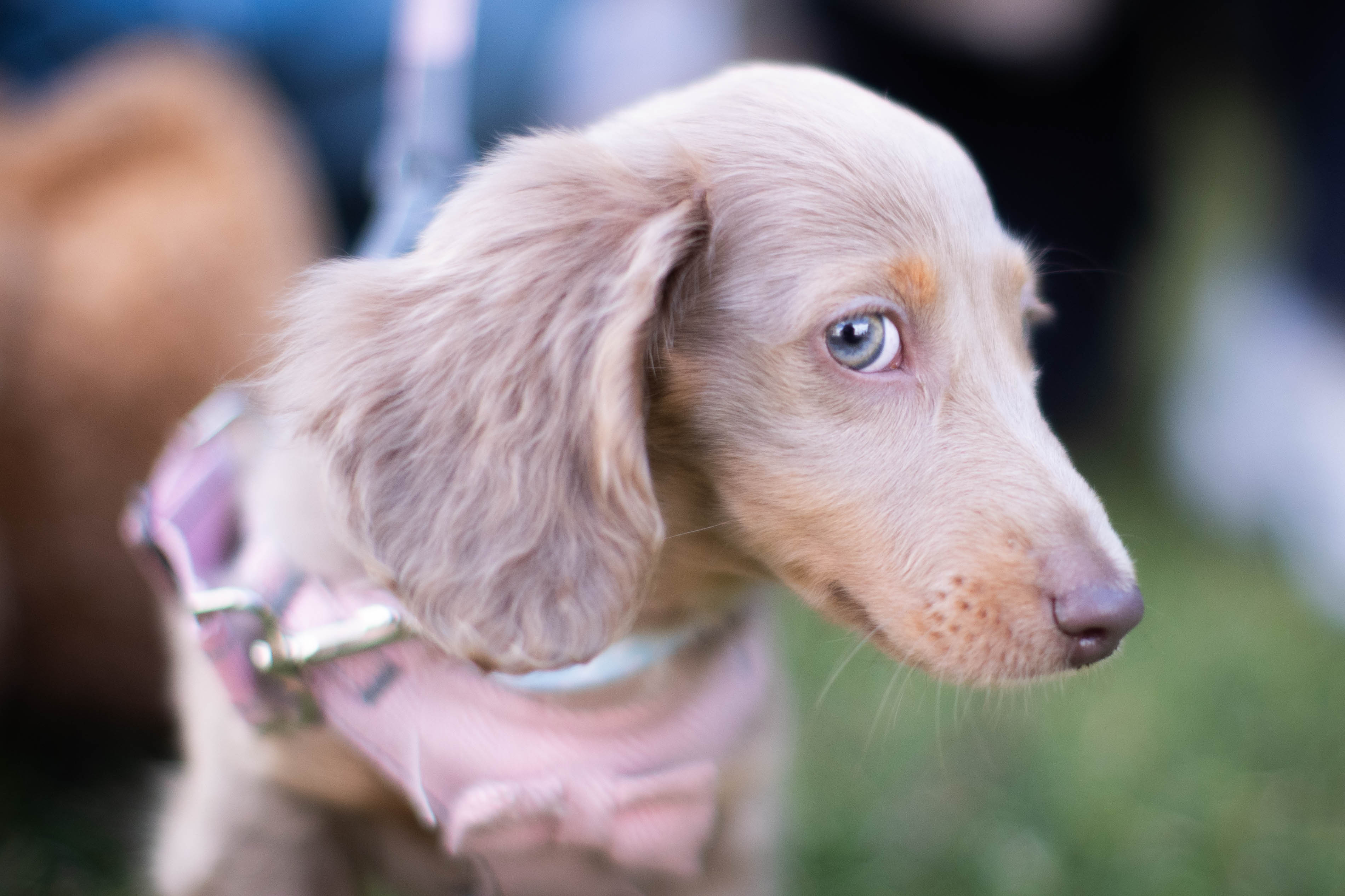 Several reports of dog mess in Waverley