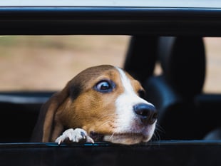 Hot weather warning for pet owners