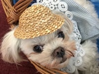 Pugs and Prejudice brings Jane Austen to life