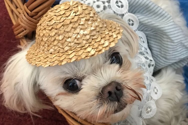 Lilli the dog in her bonnet.