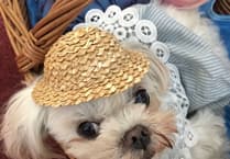 Pugs and Prejudice brings Jane Austen to life