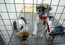 Rise in animal cruelty calls to the RSPCA in Surrey