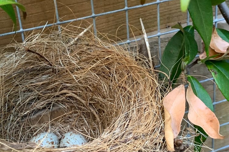 The chestnut-backed thrush nest and eggs.