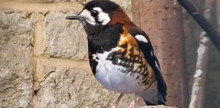 WATCH: See Birdworld's new rare Indonesian thrush chicks