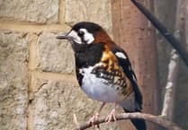 WATCH: See Birdworld's new rare Indonesian thrush chicks