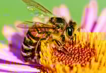 Buzzing with interest: Haslemere Morning WI’s June meeting