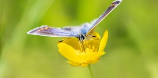 Trust launches appeal to protect pollinating insects