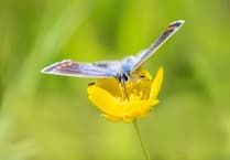 Countryside Regeneration Trust launches appeal to protect pollinating insects