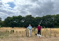 Wildflower meadow project is blossoming at Pierrepont Farm in Frensham