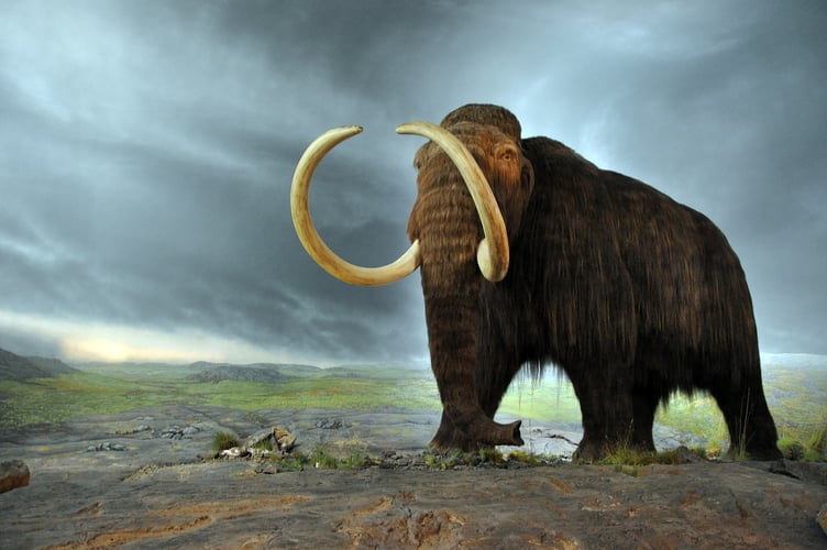 A tusk belonging to a wooly mammoth was found at a quarry near Farnham.