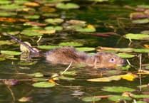 Water voles reintroduced to River Wey after 20 years