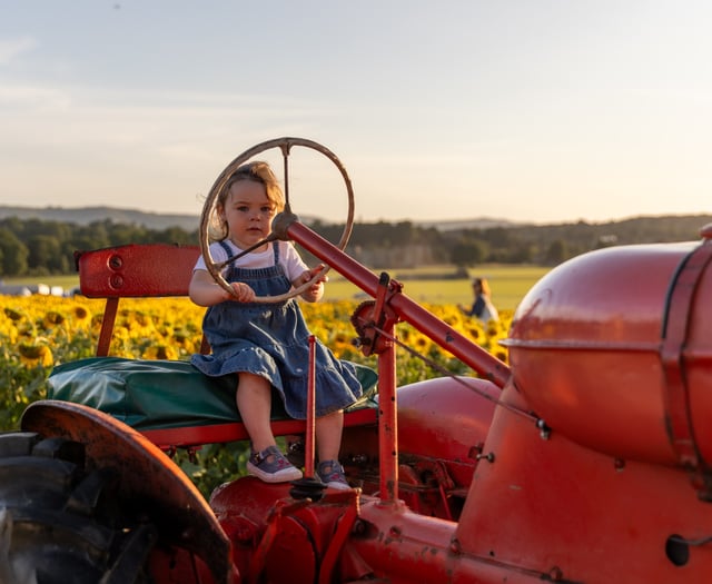 Thousands of visitors have enjoyed Cowdray’s Maize Maze this summer