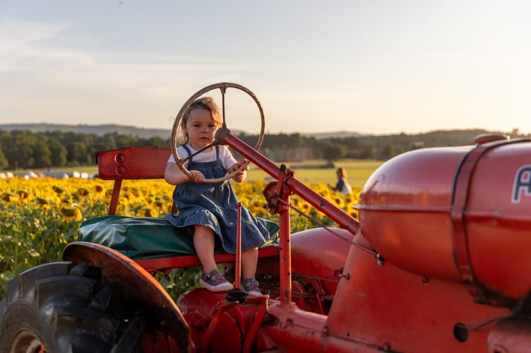 Cowdray's Maize Maze 2025 