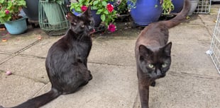 Liphook pensioner rescues abandoned cats left to starve