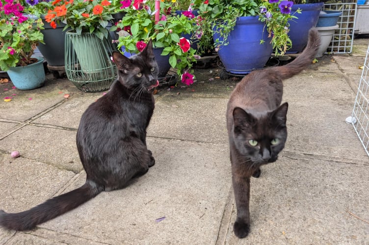 The rescued cats, now safe and cared for, after being abandoned at a Newtown Road property in Liphook
