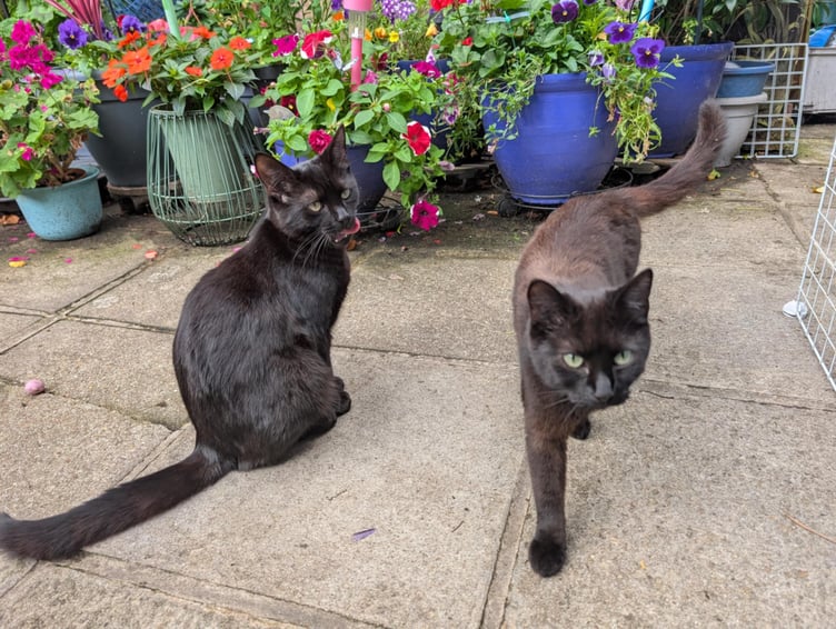 The rescued cats, now safe and cared for, after being abandoned at a Newtown Road property in Liphook