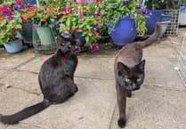 Liphook pensioner rescues abandoned cats left to starve
