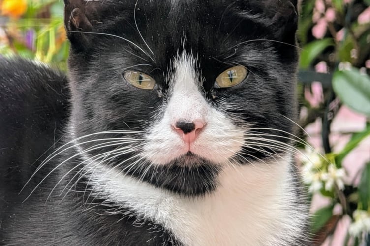 One of the three cats rescued by Liphook pensioner Sylvia Brimson, who has stepped in to provide care and neutering