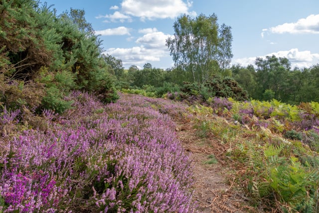 Hampshire women to save rare heathland