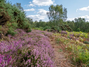 Hampshire women to save rare heathland