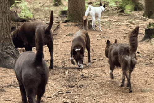 A lively group of dogs enjoying their adventure in the forest.