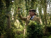 Surrey's Hogs Back Brewery completes hop harvest in record time