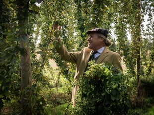 Surrey's Hogs Back Brewery completes hop harvest in record time