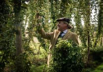 Surrey's Hogs Back Brewery completes hop harvest in record time