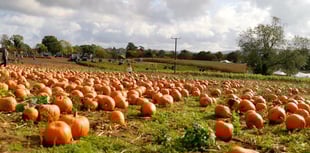 Rogate Pumpkin Patch squashes so much fun onto the farm