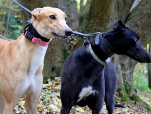 Greyhound charity to close Rake branch in 50th year