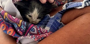 Help lucky Clover the kitten have a new life in Farnham