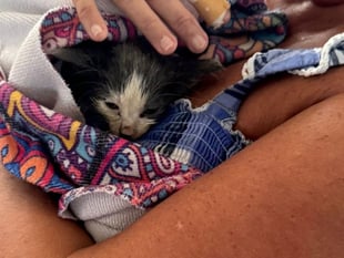 Help lucky Clover the kitten have a new life in Farnham