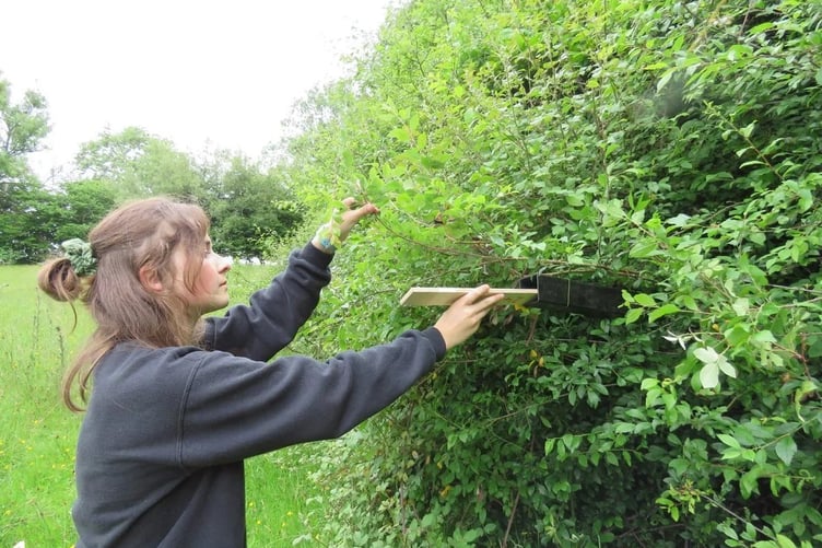 Katie Morgan's dormouse tunnel