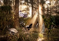 Uncover Surrey's artistic secret