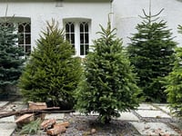 Charity's early Christmas gift from Rake Garden Centre