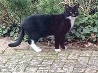 Family’s joy and despair over missing cat Max