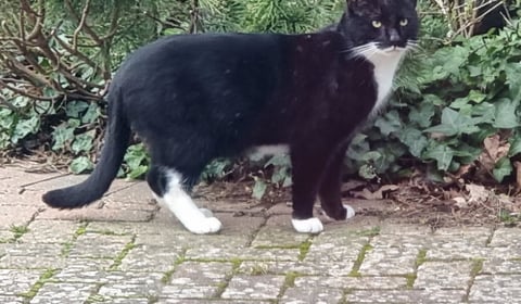 Family’s joy and despair over missing cat Max