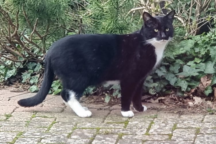 Max the cat, before he was lost by his Farnham family.