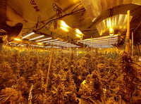 UPDATED: Dawn raid on 'significant' cannabis farm in Four Marks